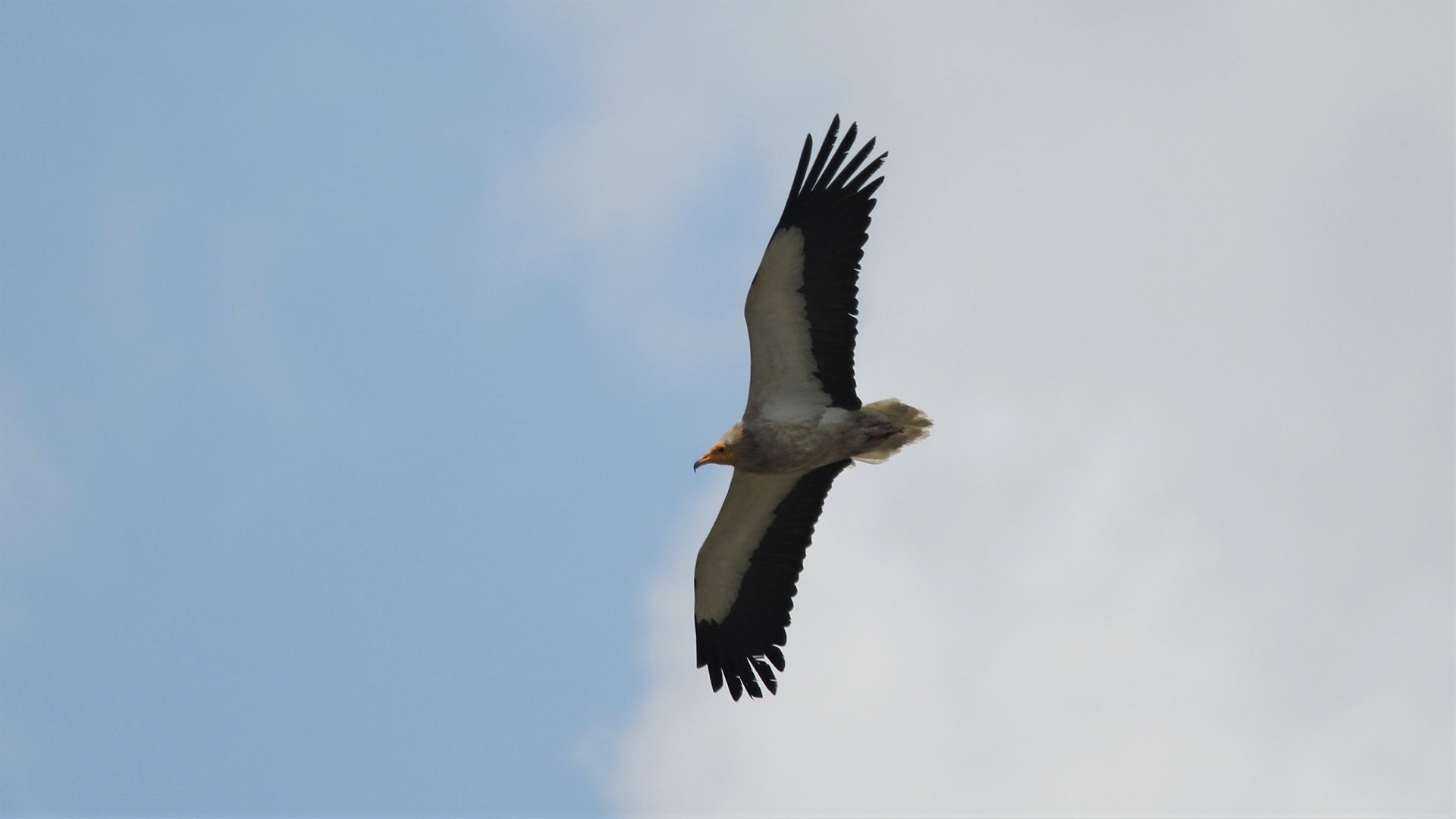 Egyptian Vulture